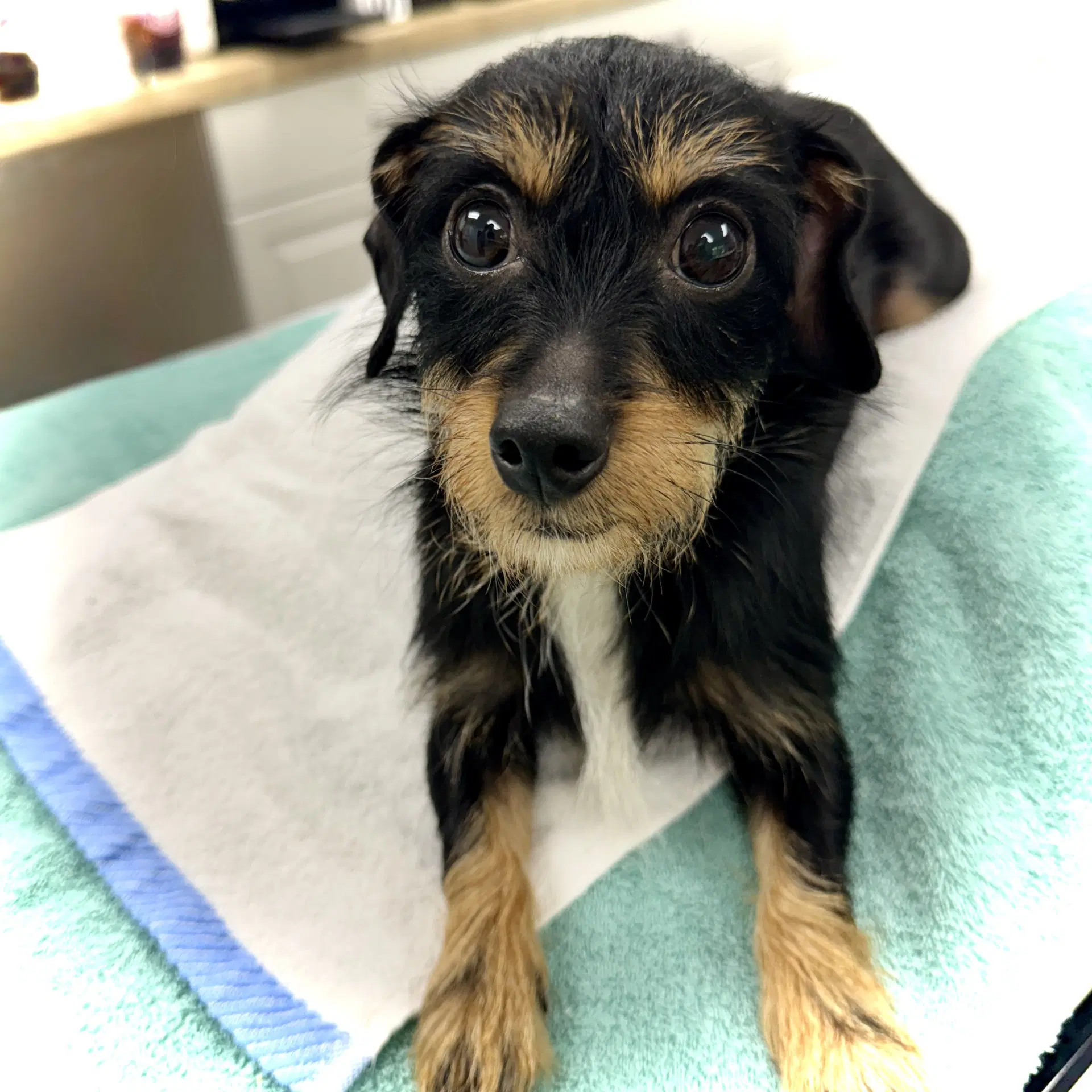 Paprika - Dachshund