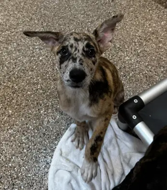 Hensley - Catahoula Leopard Dog