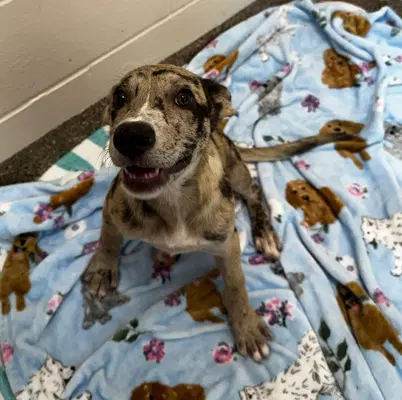 Harper - Catahoula Leopard Dog