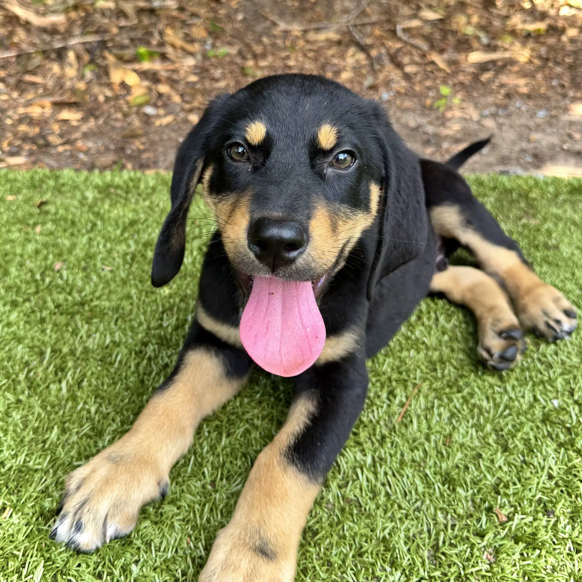 Bbq Sauce - Hound Mix