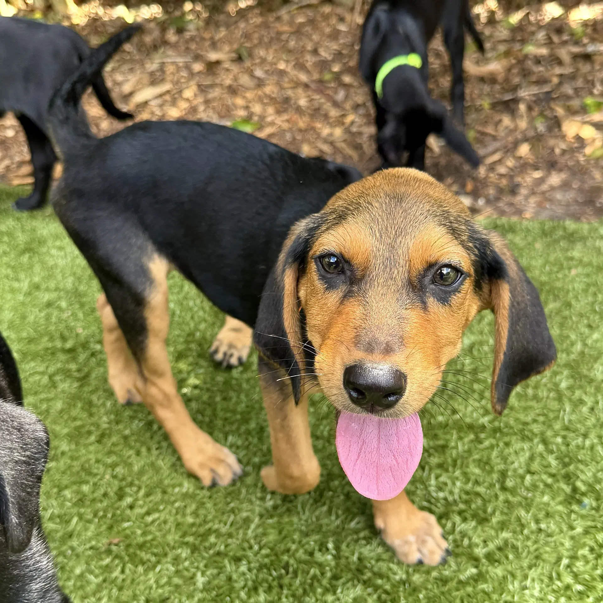 Brisket - Hound