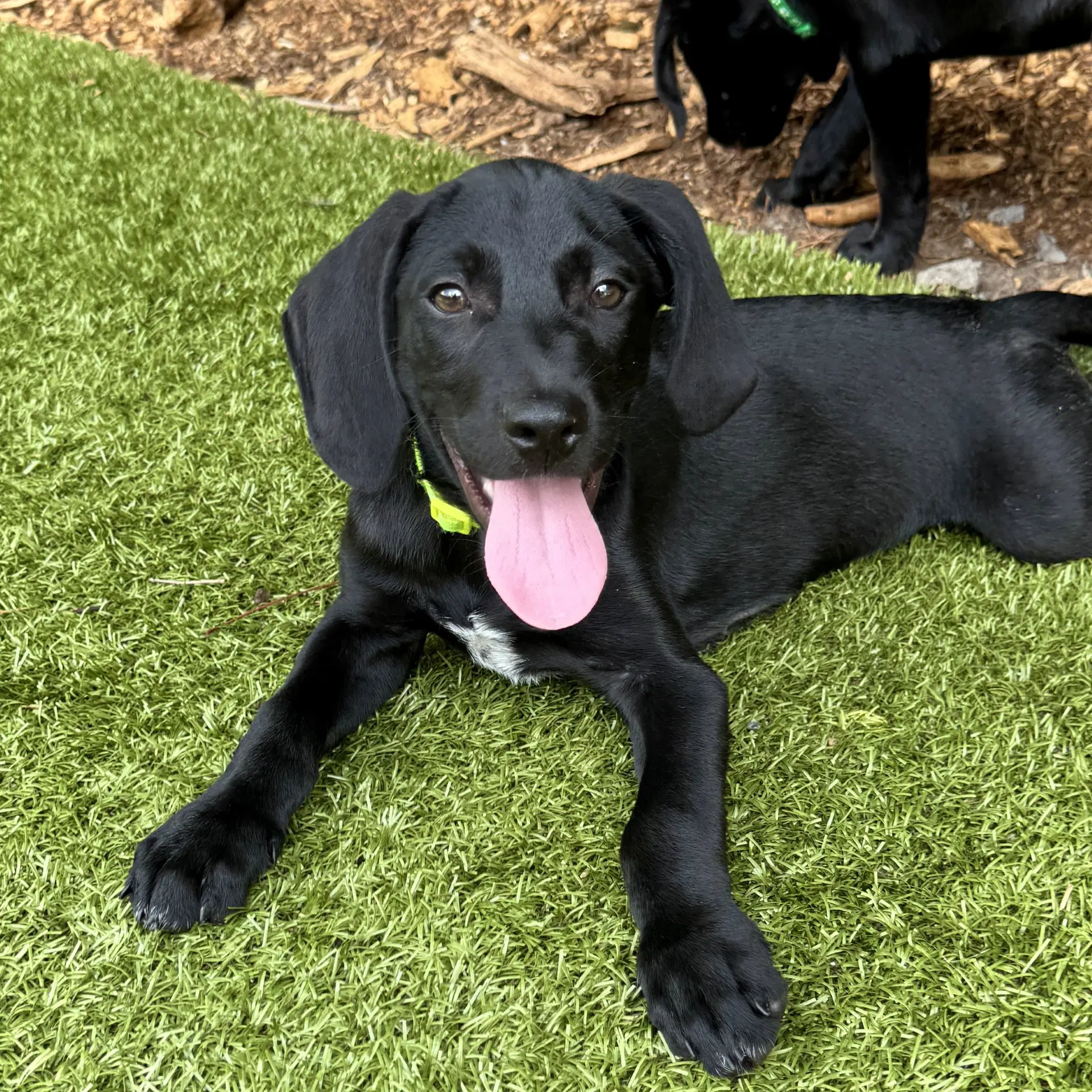 Hushpuppy - Hound