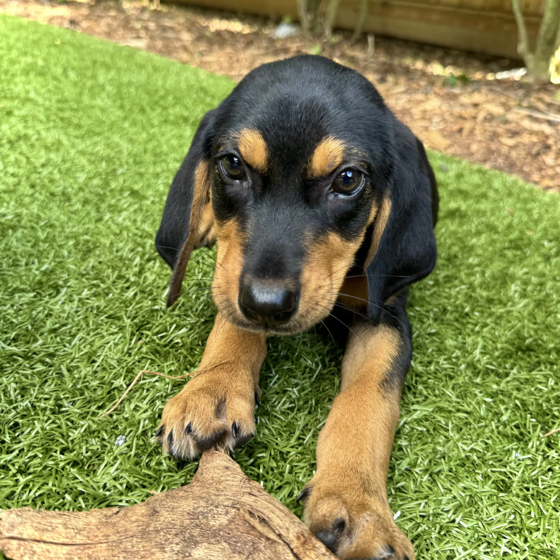 Cornbread - Hound