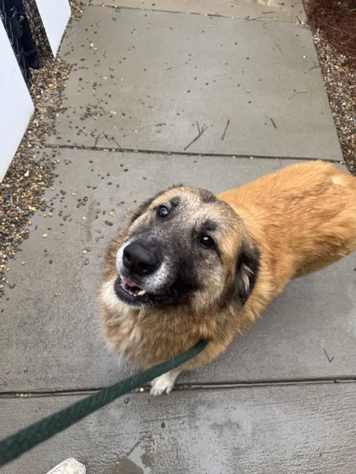 Lucie - German Shepherd