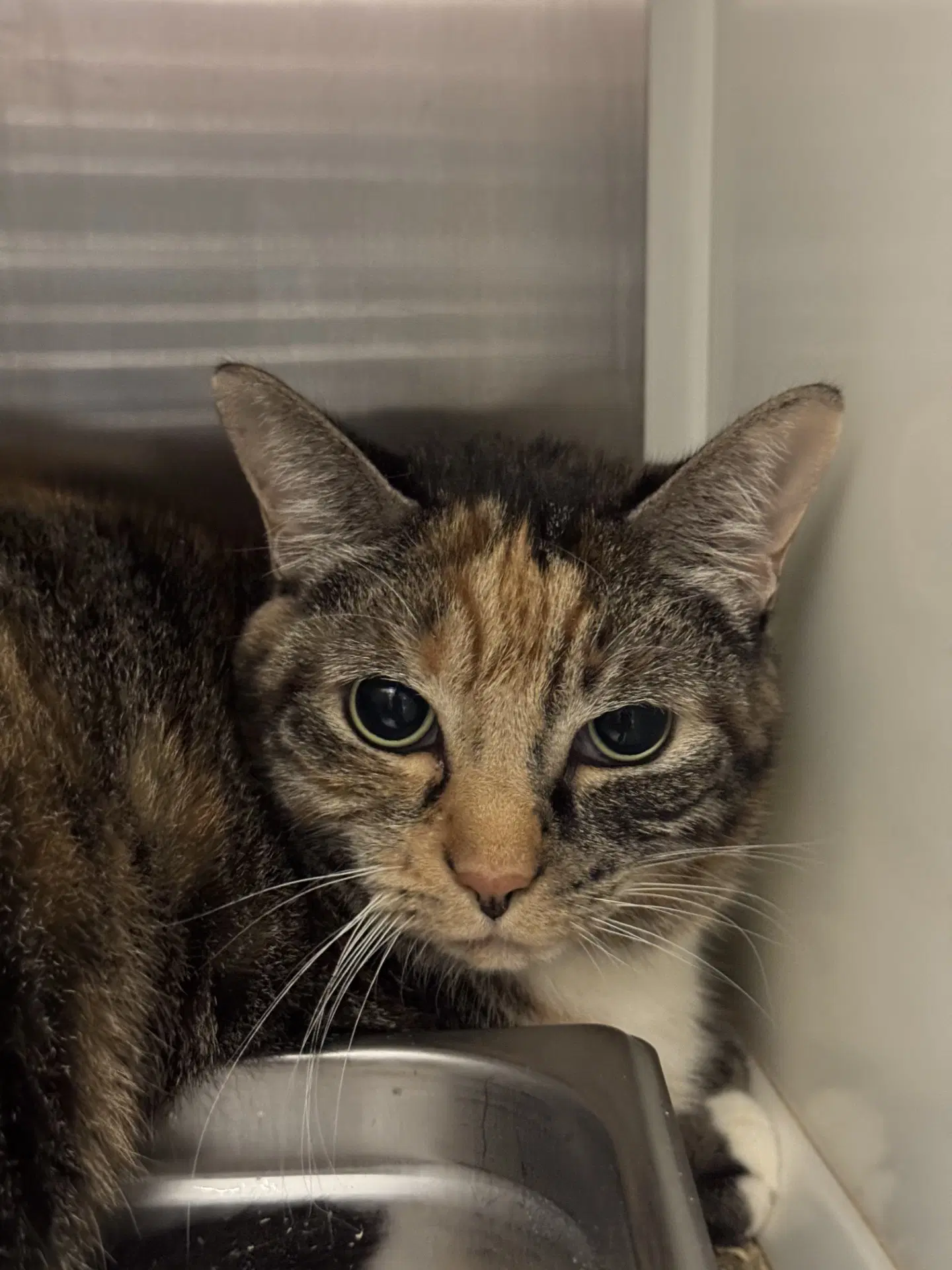 Jules - Domestic Short Hair