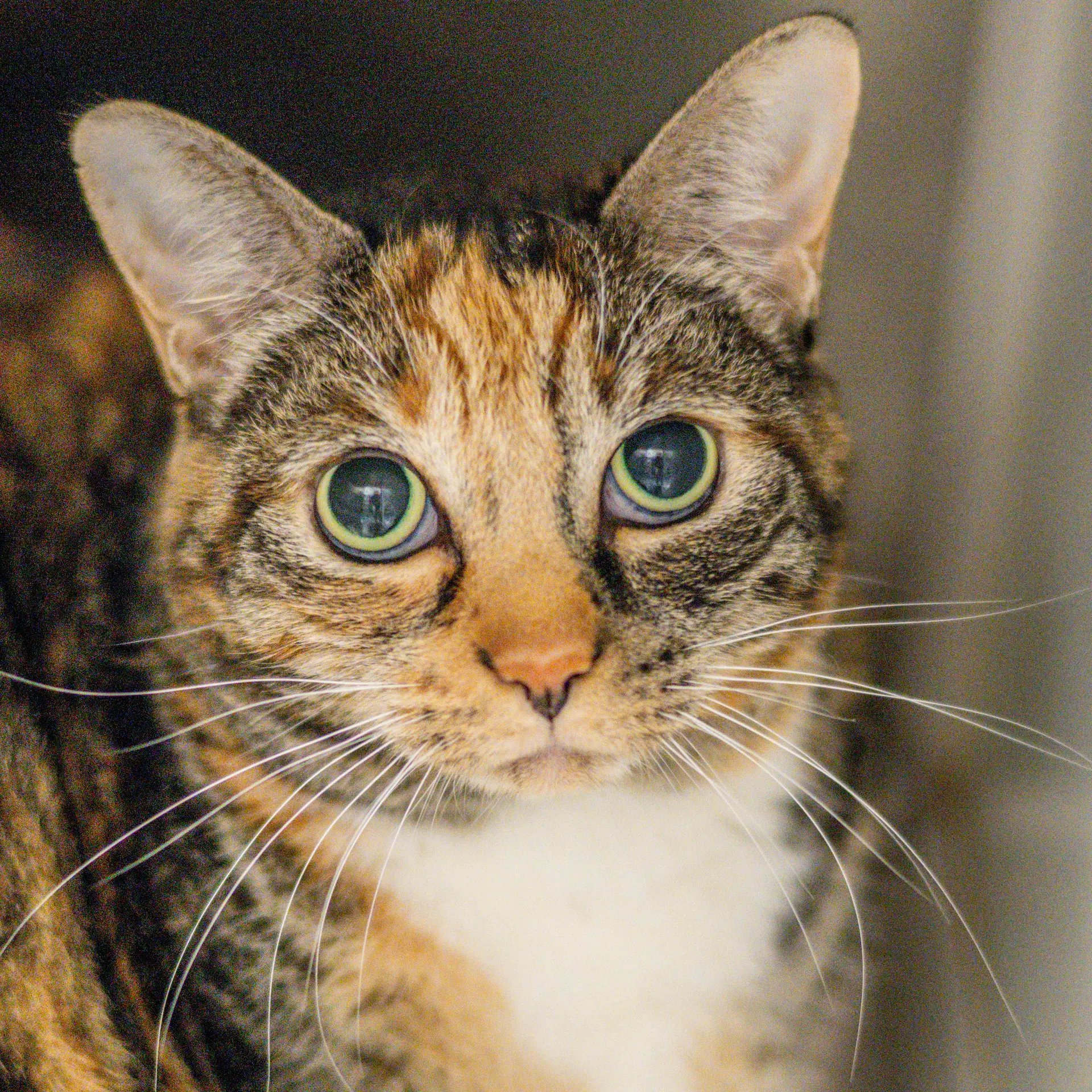 Jules - Domestic Short Hair
