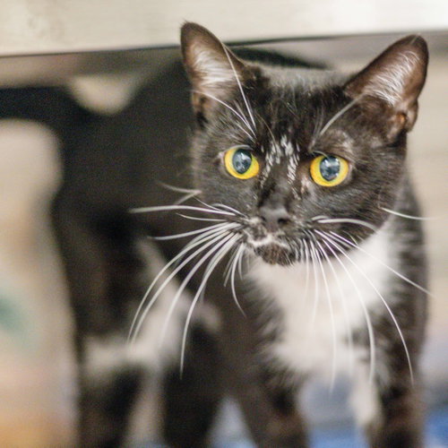 Got Milk, a cat for adoption from Hilton Head Humane Association