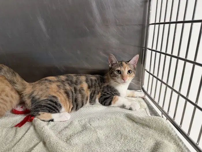 Iris - Domestic Short Hair