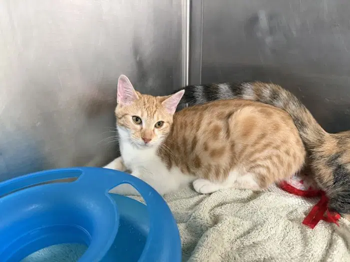 Poppi - Domestic Short Hair