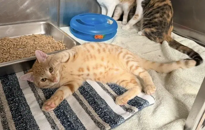 Clover - Domestic Short Hair