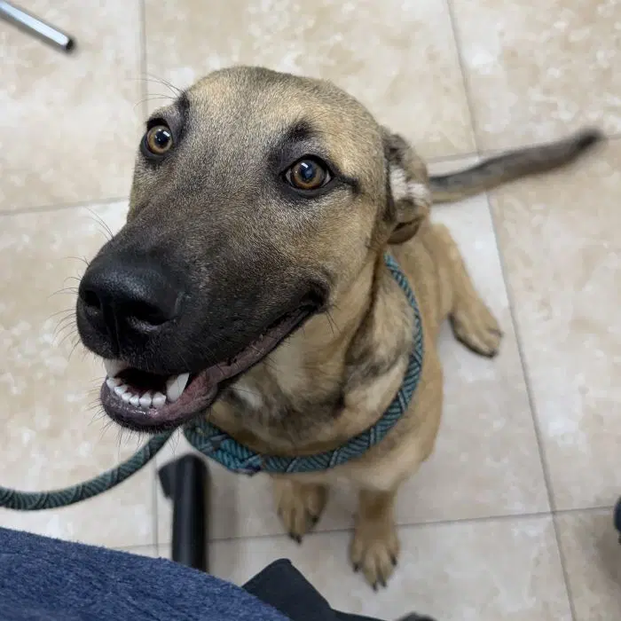 Pearl - German Shepherd Dog