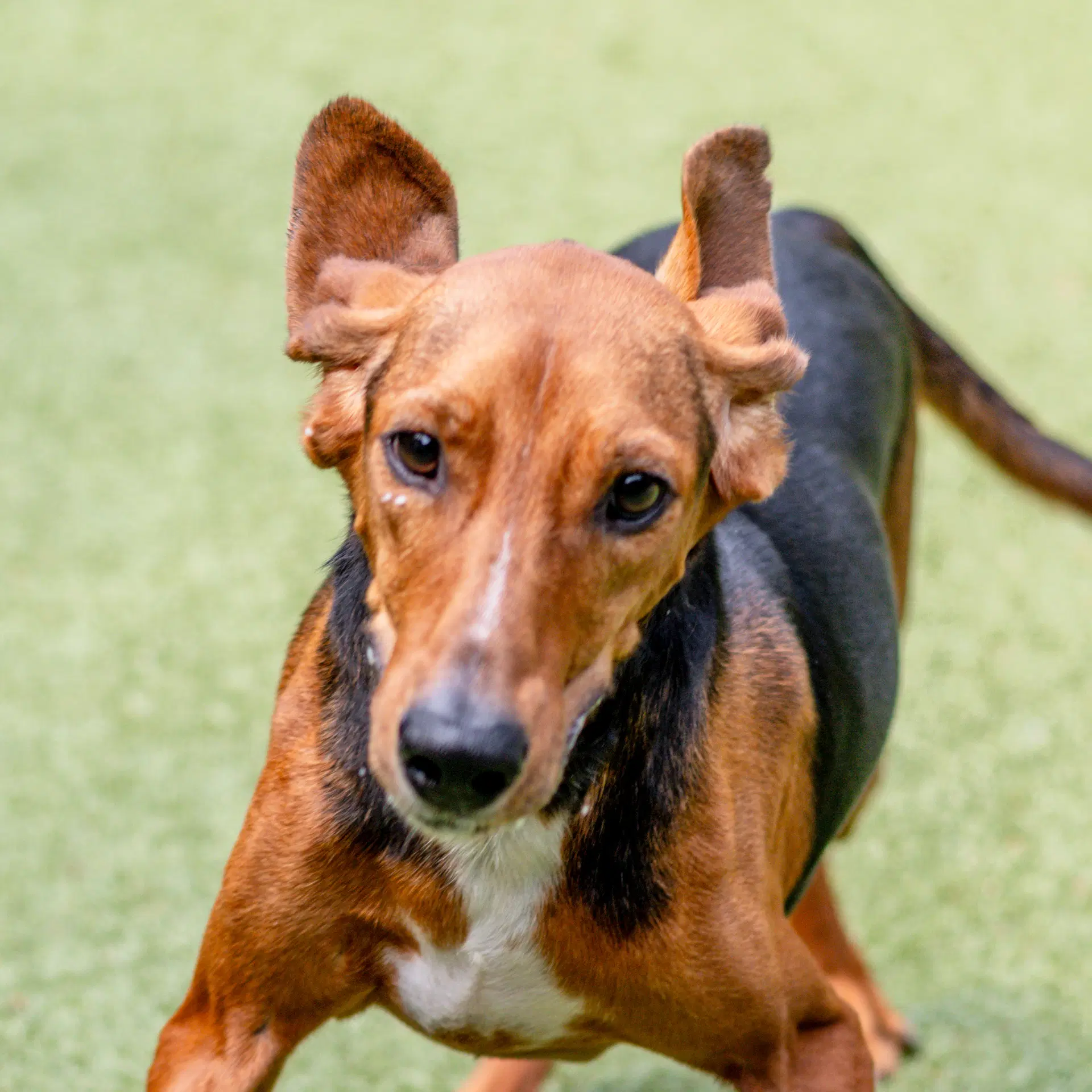 Earl - Hound