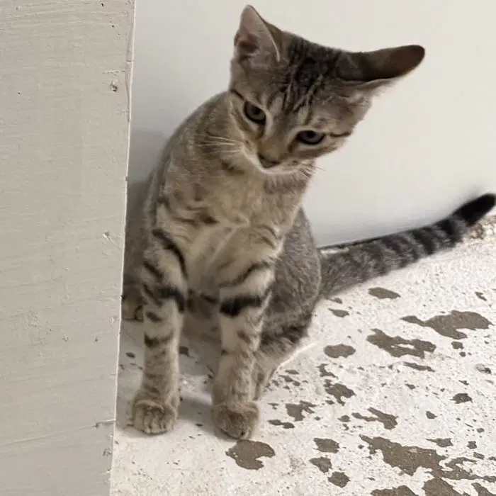 Gouda - Domestic Short Hair