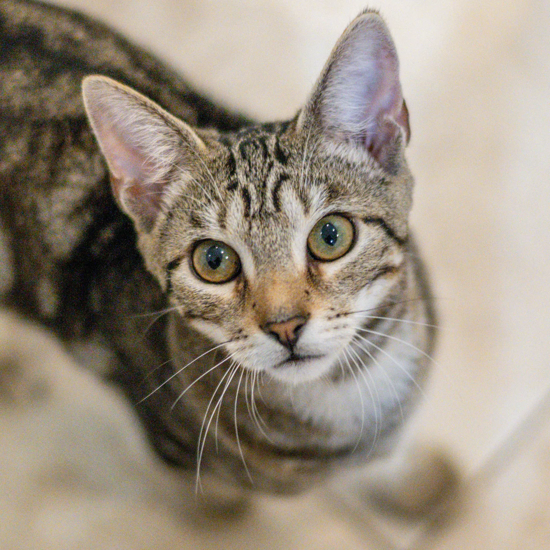 Gouda - Domestic Short Hair