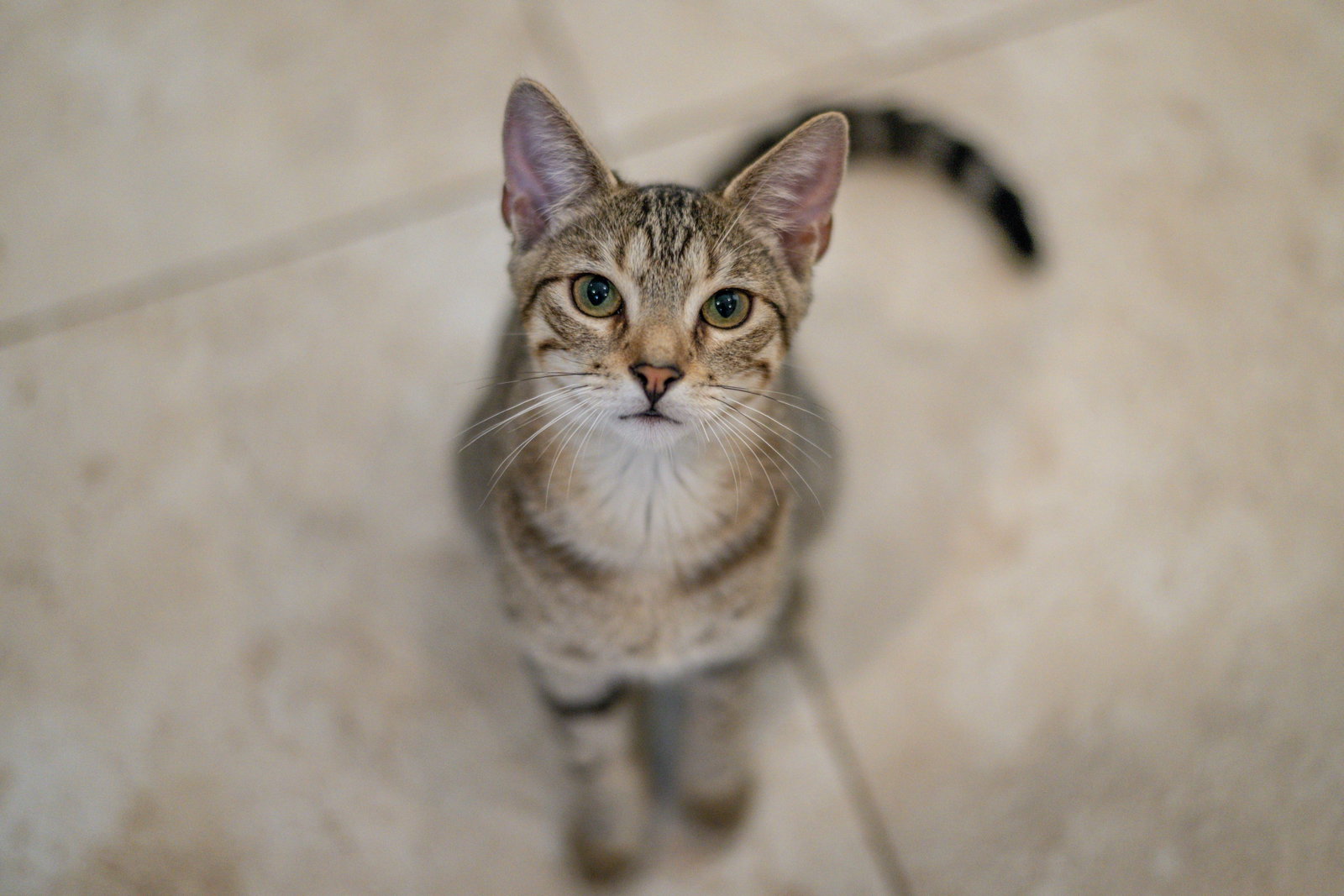 Havarti, photo 5