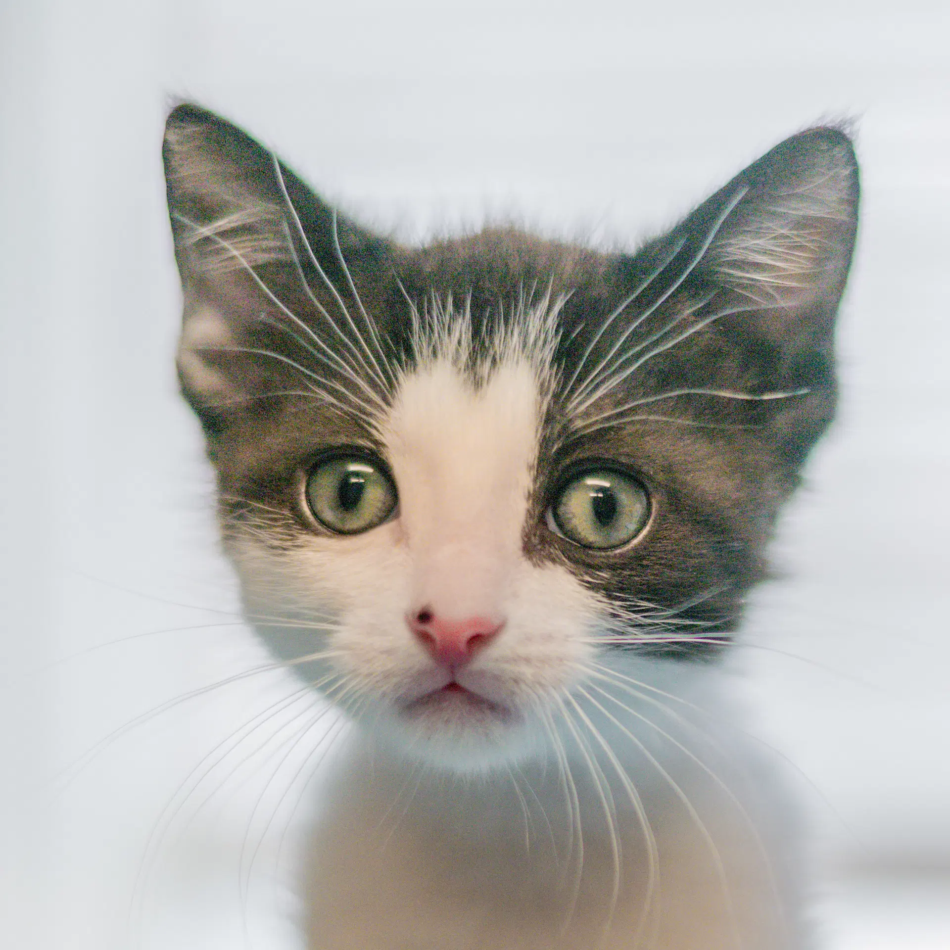 Sly - Domestic Short Hair