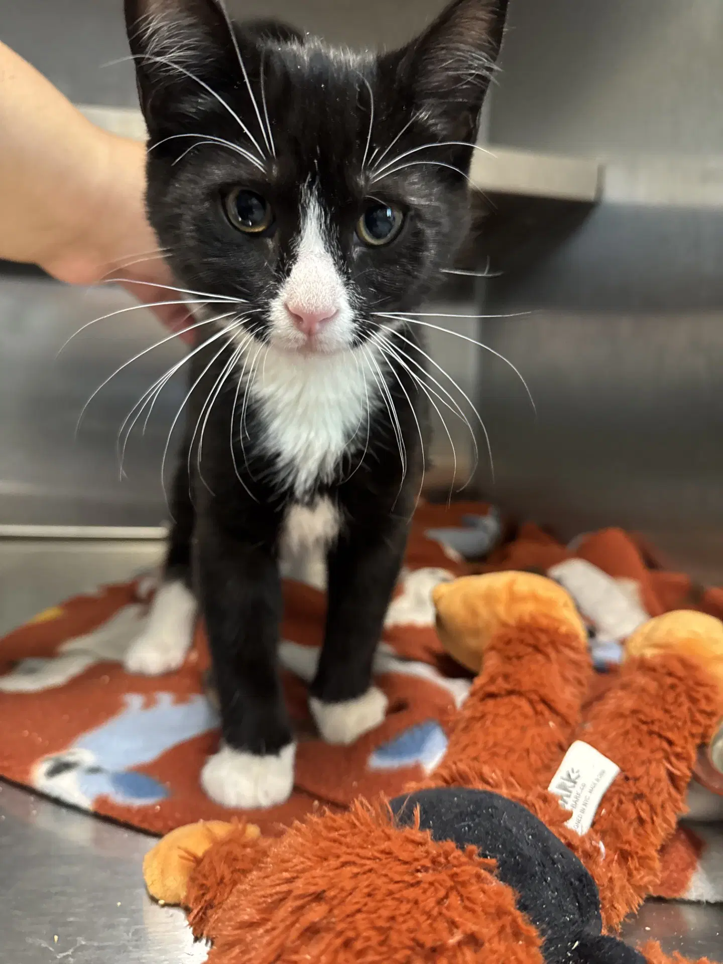 Checkers - Domestic Short Hair