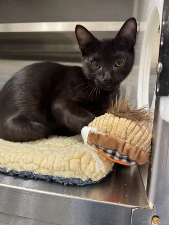 Kool Kid - Domestic Short Hair