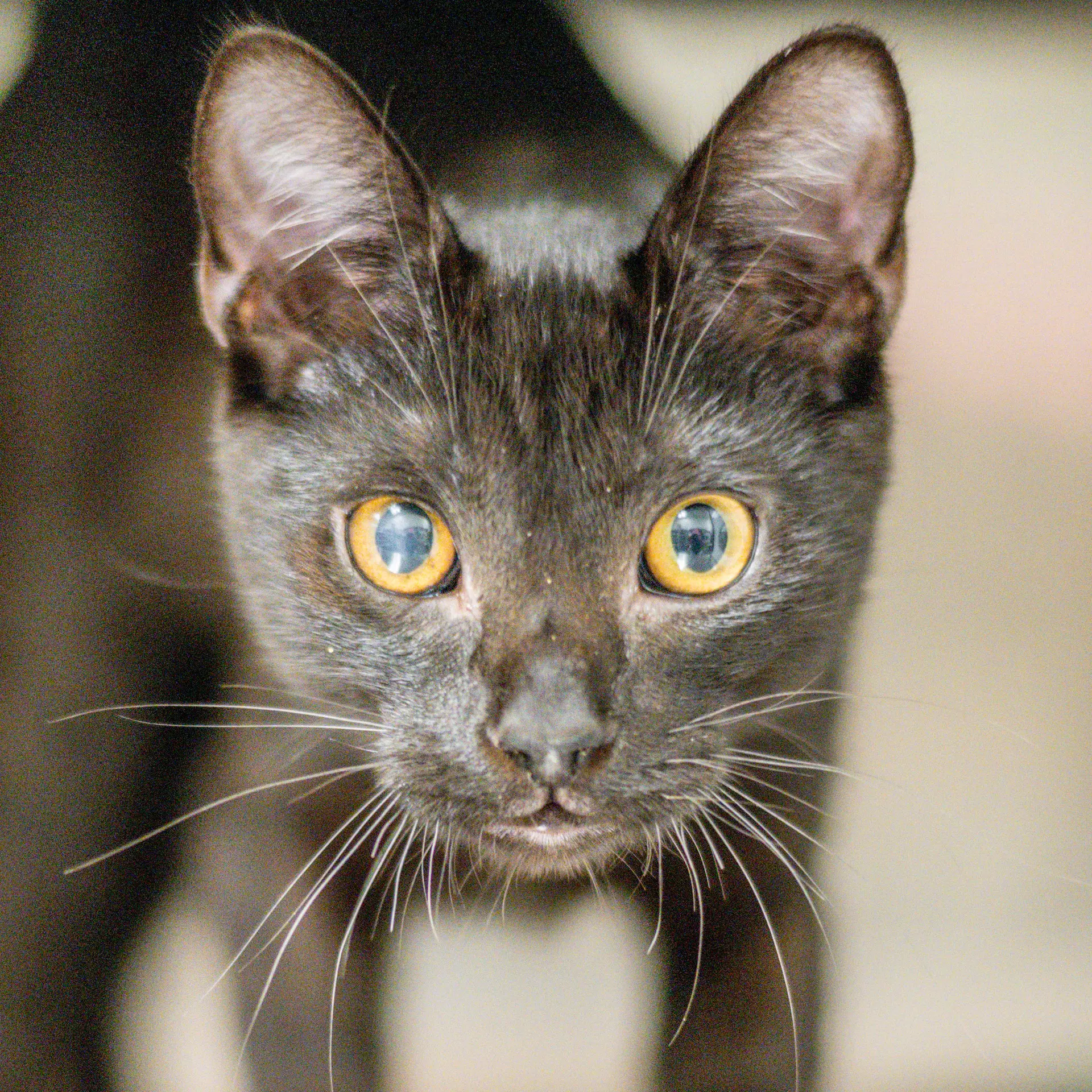 Kool Kid - Domestic Short Hair