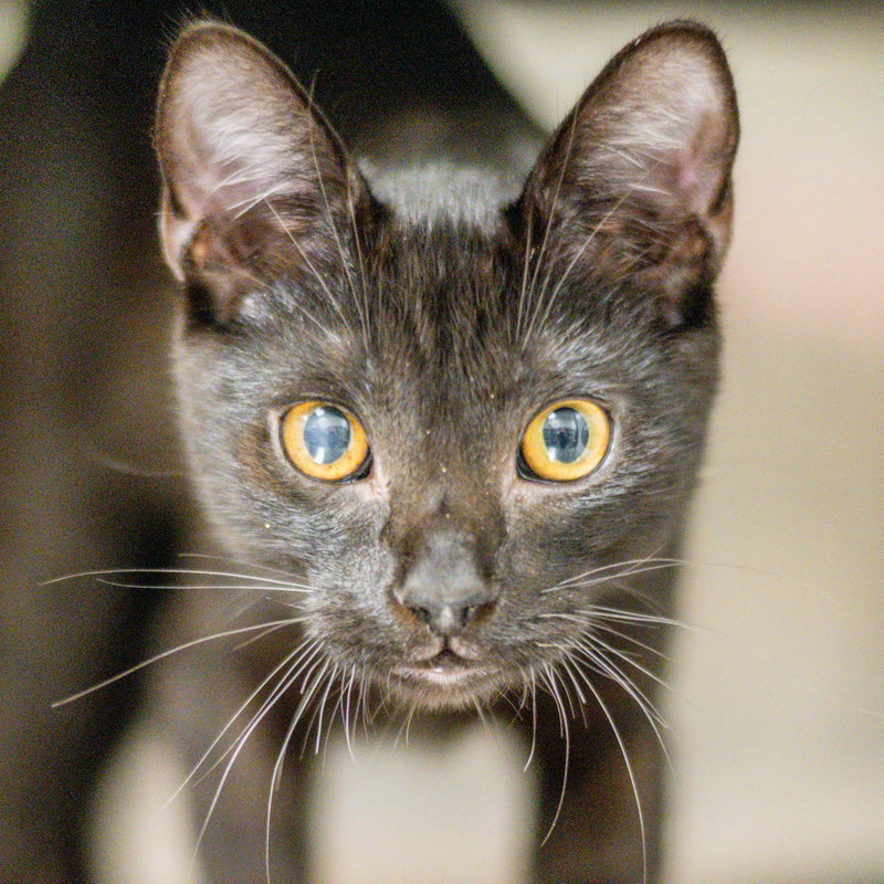 Kool Kid, a young male cat up for adoption