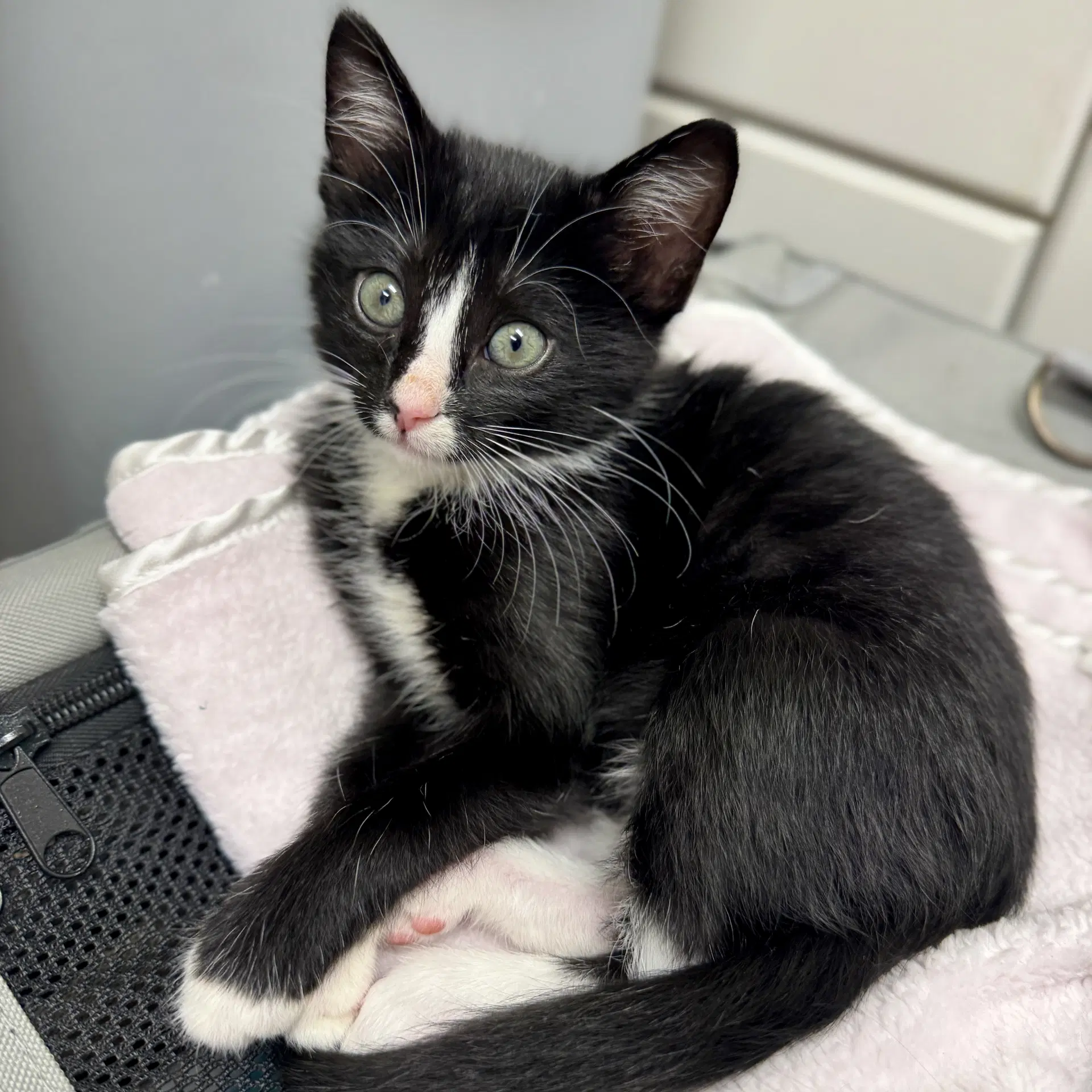 Jo Jo Bean - Domestic Short Hair