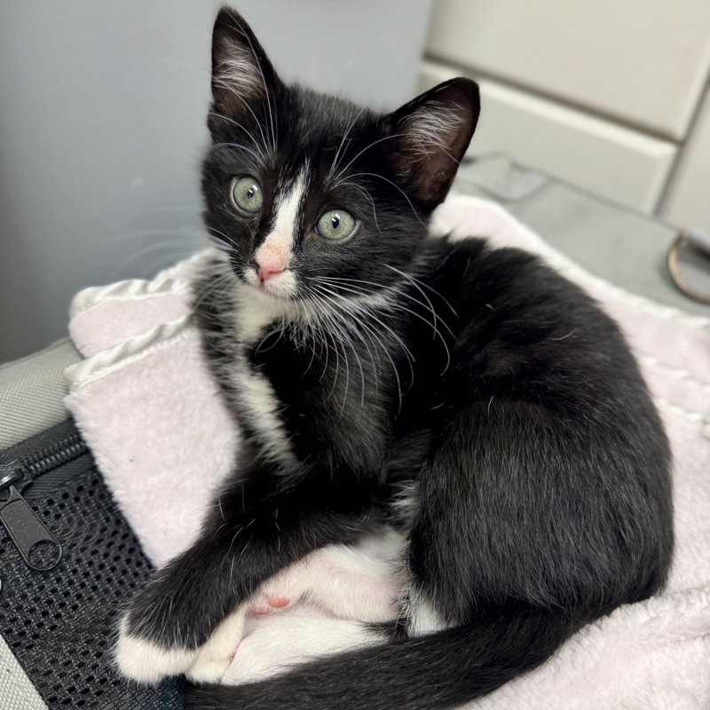 Jo Jo Bean, a young female cat up for adoption