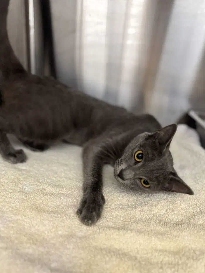 Merryweather - Domestic Short Hair