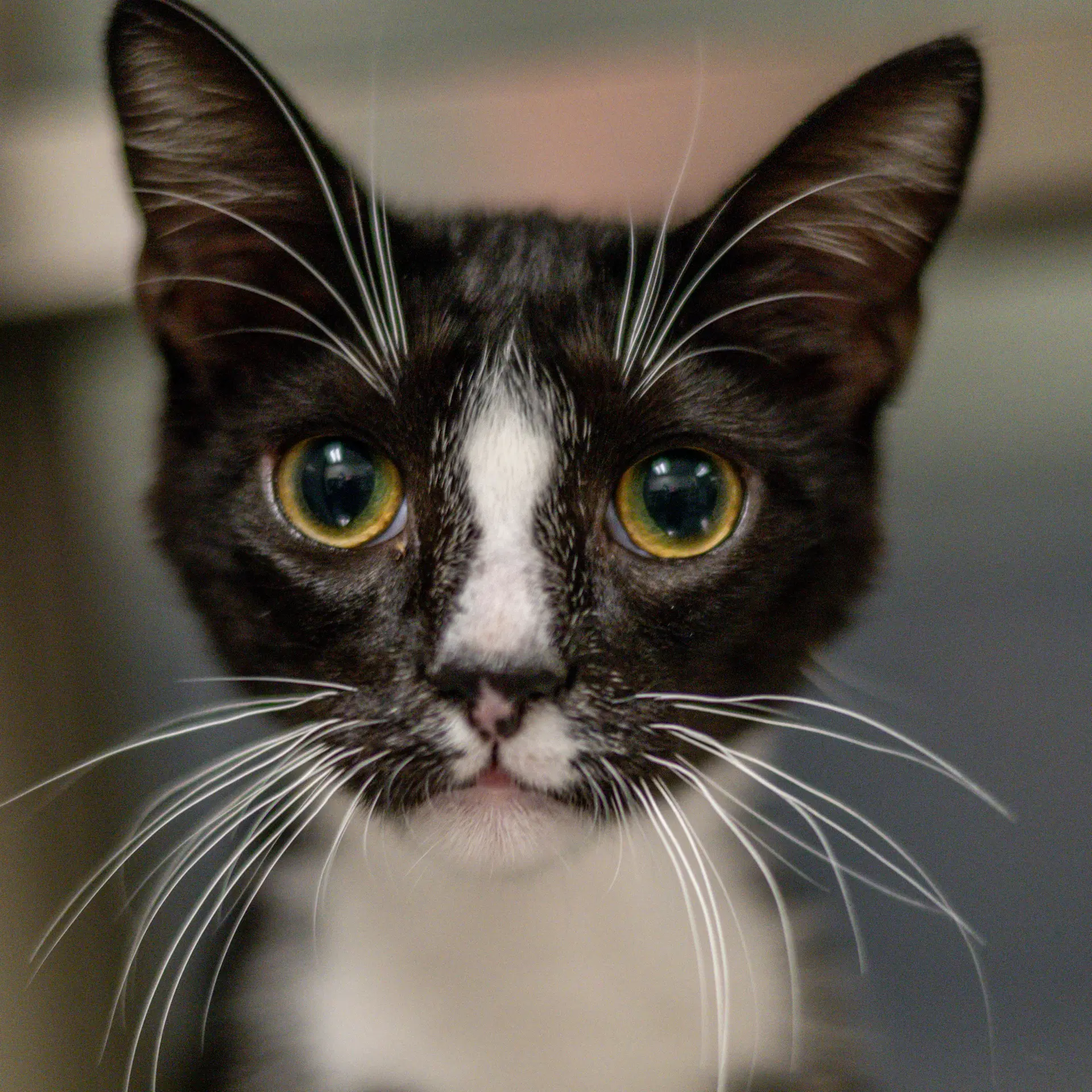 Manchas - Domestic Short Hair