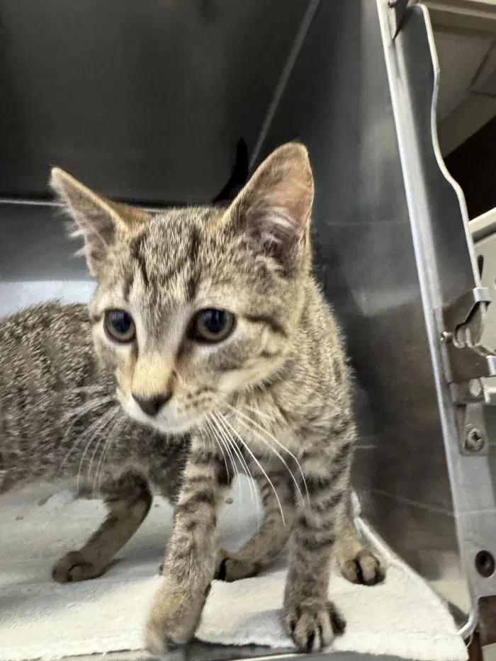 Till - Domestic Short Hair