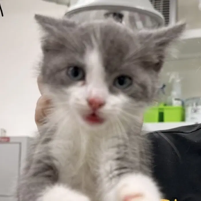 Cupcake - Domestic Short Hair