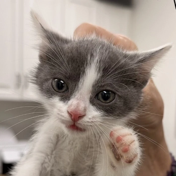 Marshmallow