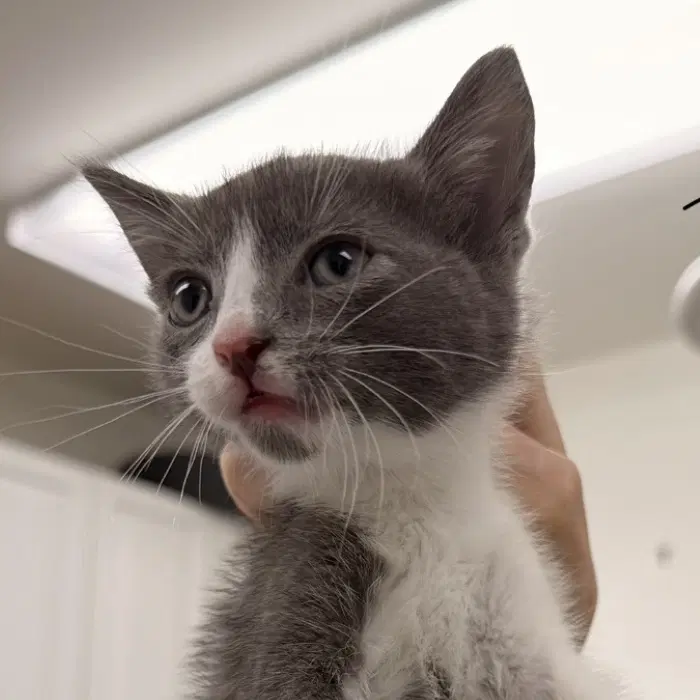 Arnold - Domestic Short Hair