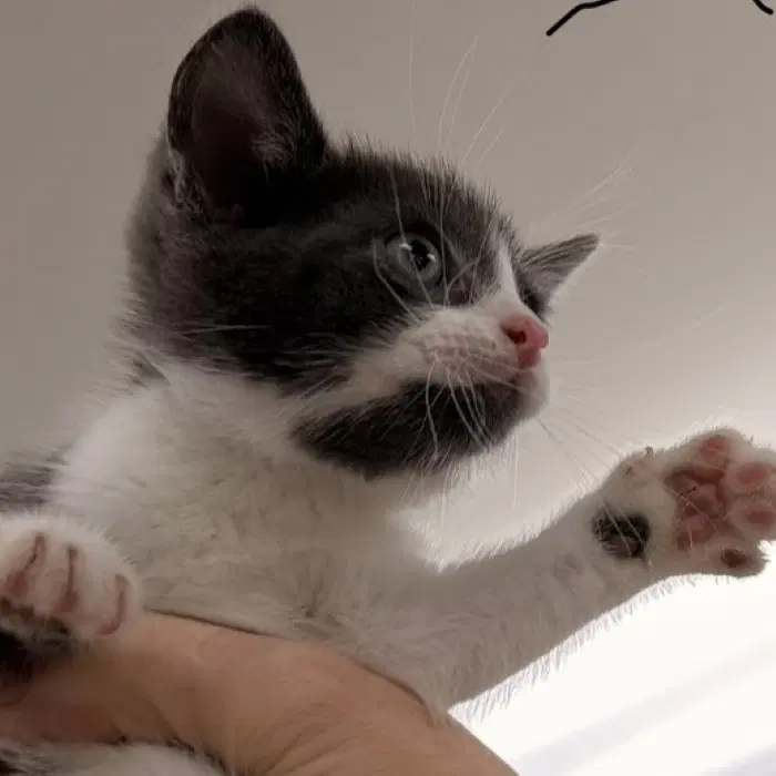 Danny - Domestic Short Hair