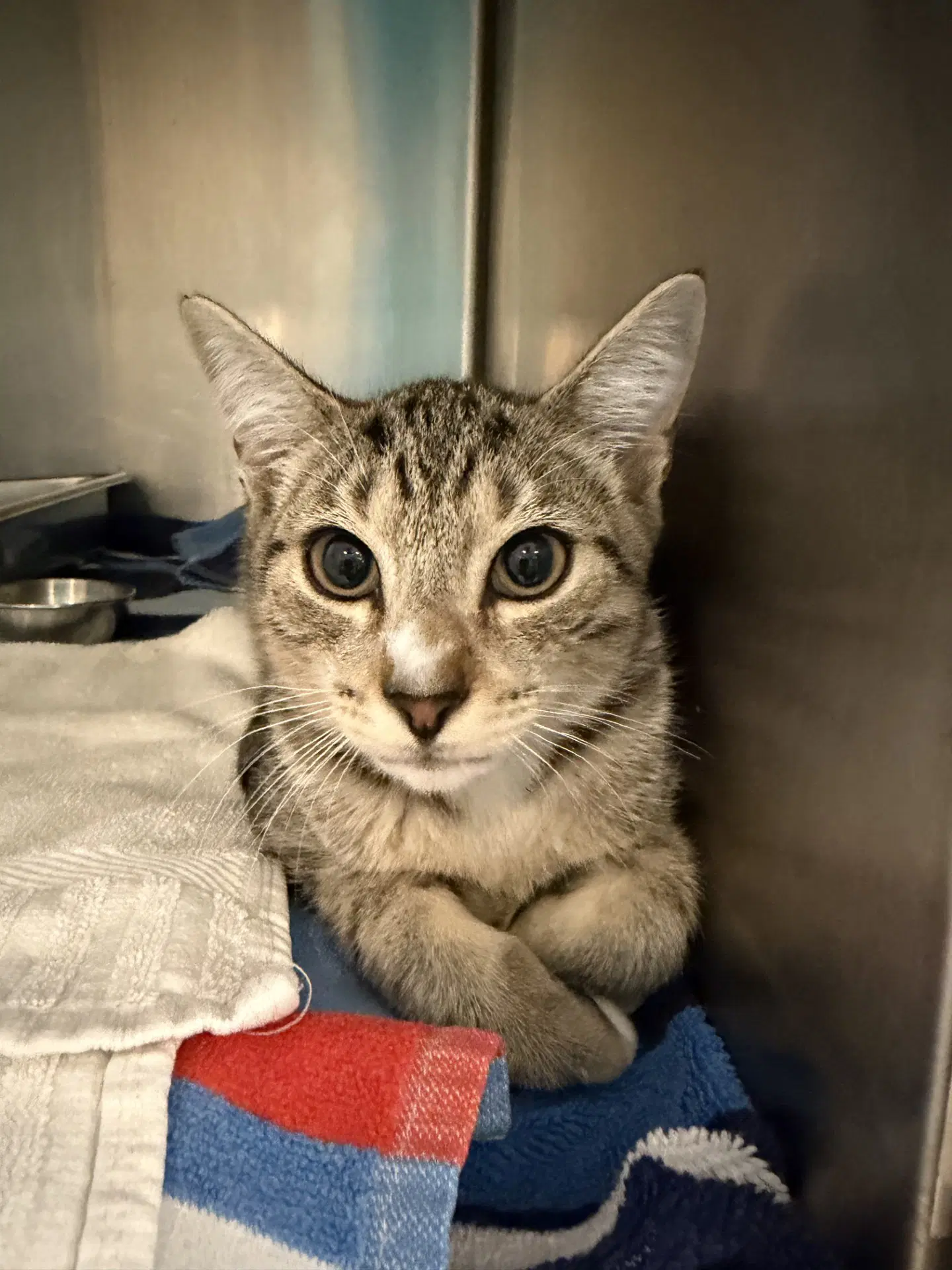 Snap - Domestic Short Hair