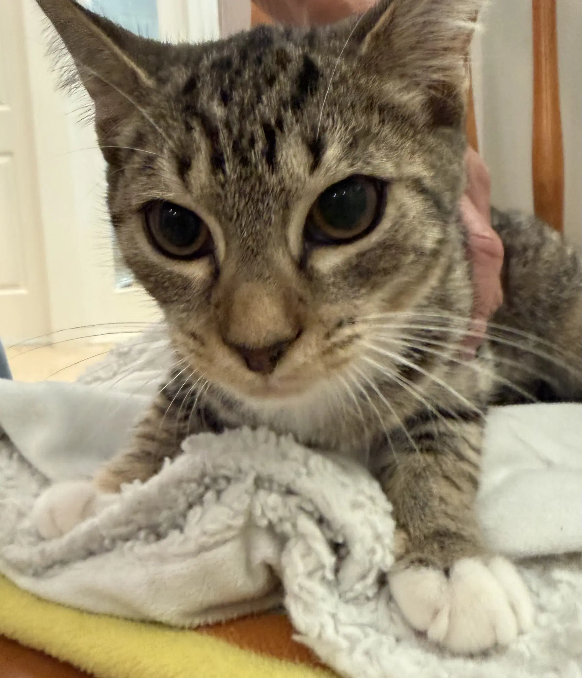 Crackle - Domestic Short Hair