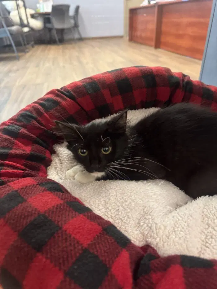 Agatha Kitty - Domestic Short Hair