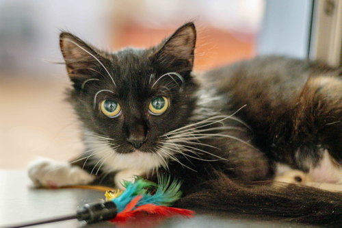 Photo 2 of Agatha Kitty