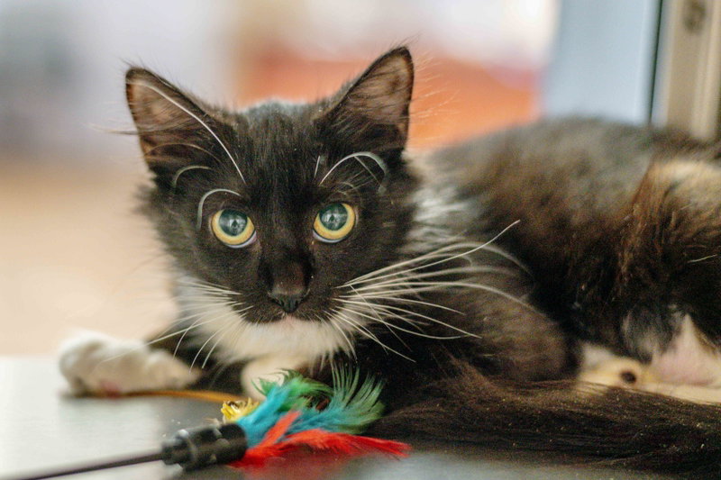 Agatha Kitty, photo 2