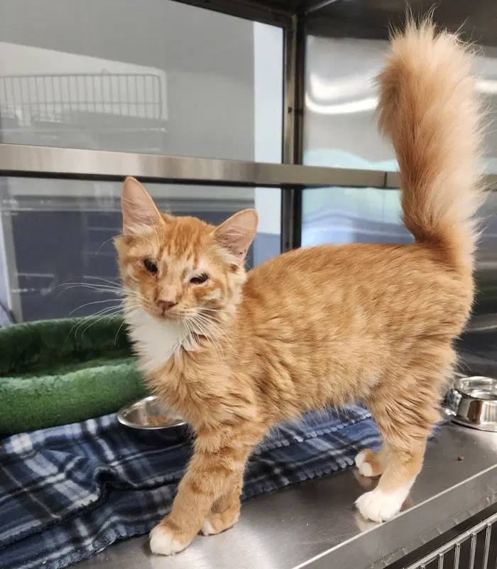 Emerson - Domestic Long Hair
