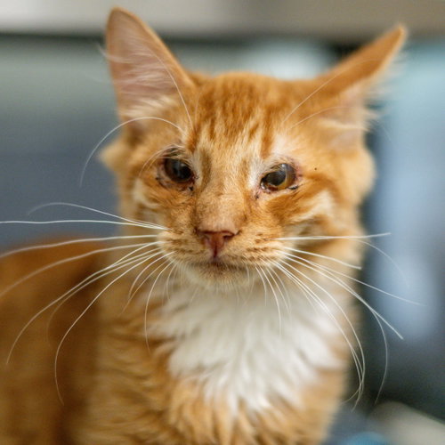 Emerson, a cat for adoption from Hilton Head Humane Association