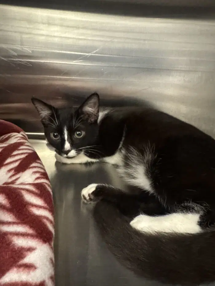 Capsian - Domestic Short Hair