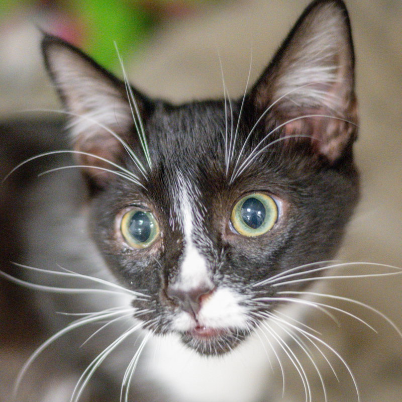 Caspian, a young male cat up for adoption