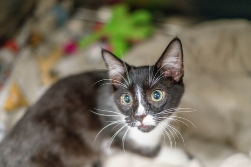 Photo 2 of Caspian
