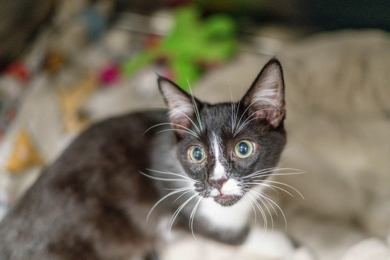 Caspian, photo 2