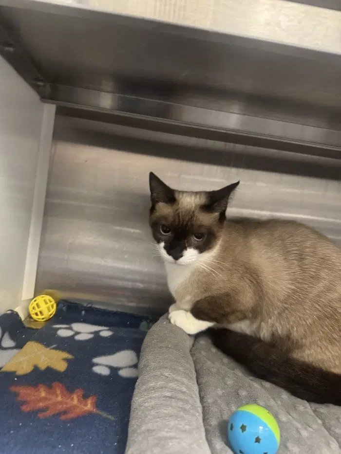 Hopper - Domestic Short Hair