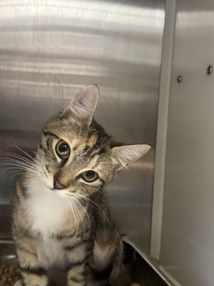 Tikka - Domestic Short Hair