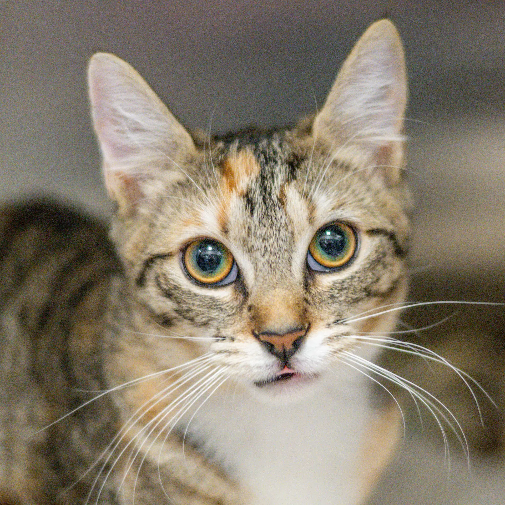 Tikka - Domestic Short Hair