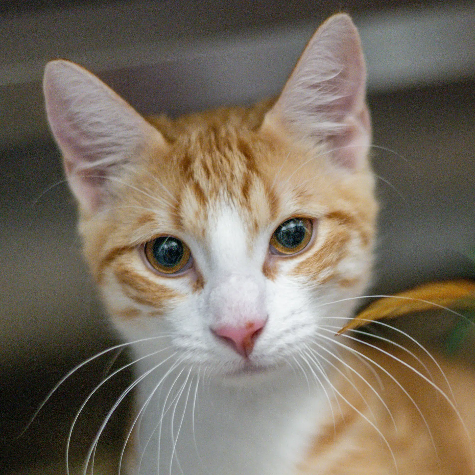 Paneer - Domestic Short Hair