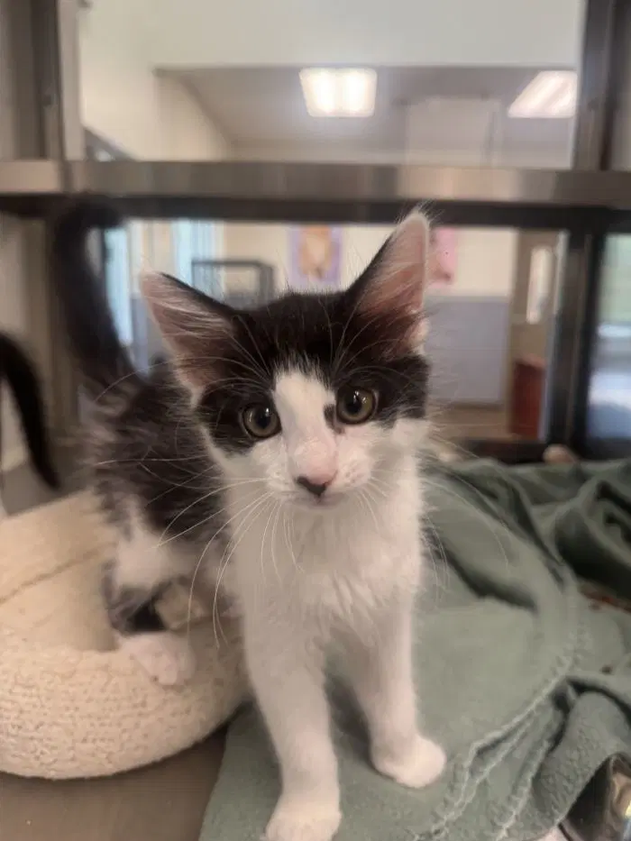 Arbor - Domestic Short Hair