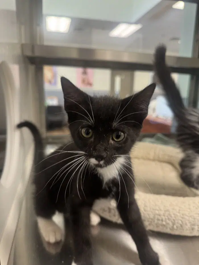Fallon - Domestic Short Hair